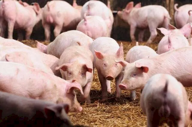 Glória de Dourados, Jateí e Dourados concentram 42,1% dos suínos de MS